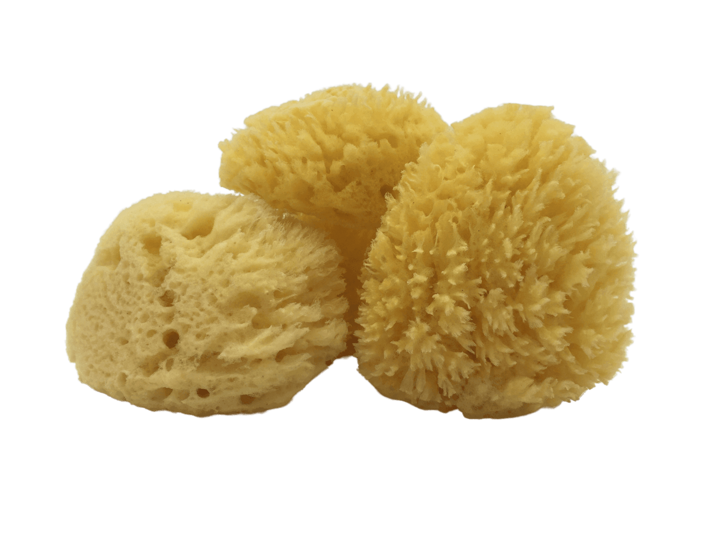 All-Natural Dead Sea Sponge